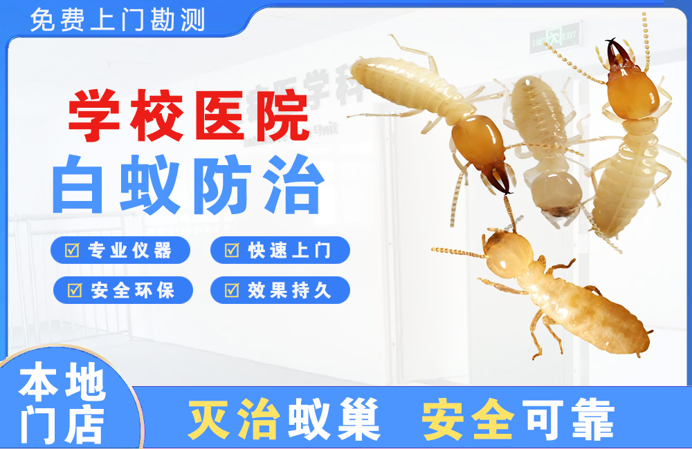 灌云学校医院白蚁防治