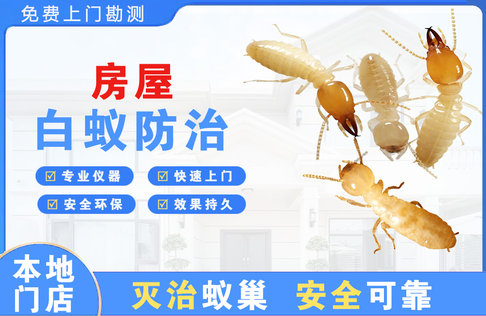 灌云房屋白蚁防治